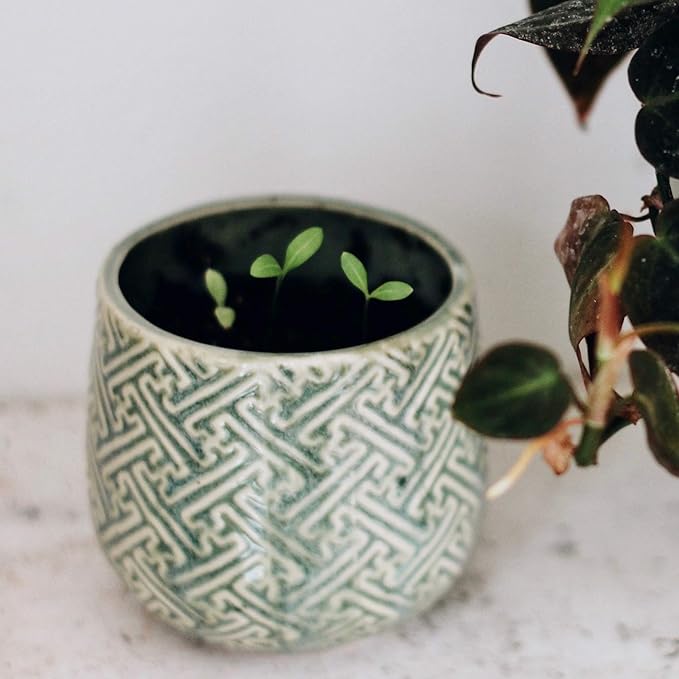 The Growing Candle, Lavender Scented, 10oz Ceramic Pot, Single Wick Aromatherapy Candles, 100% Soy for Women and Men, Ida