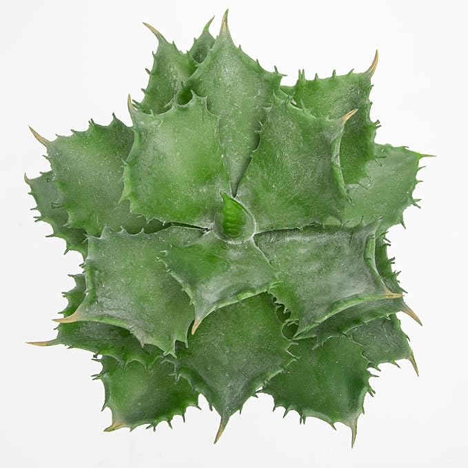 Briful Succulents Plants Artificial for Home Decor, Realistic Potted Fake Agave Plant, Bubbled Plant Pot, Cute Agave Ovatifolia Faux Plant, Shelf Tables Decor, Modern Farmhouse Home Decorations
