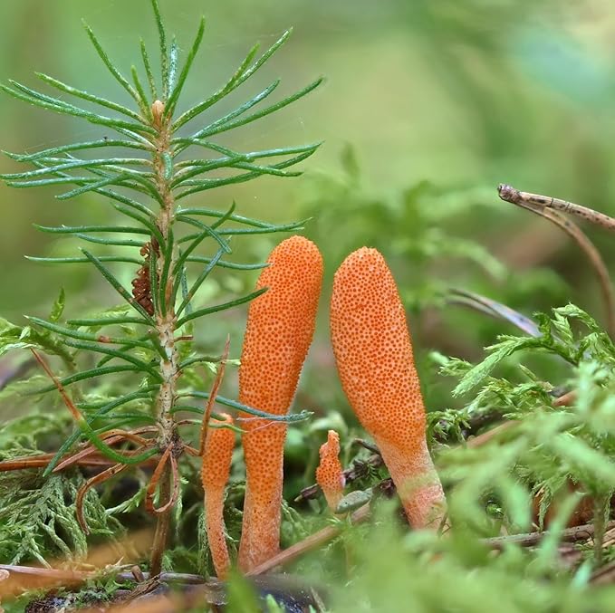 North Spore Organic Cordyceps Mushroom Tincture (4 oz) | 100% Fruiting Body Extracts | Energy, Endurance, and Stamina | Certified Organic, Vegan, Non-GMO | Adaptogenic, Nootropic | Made in USA