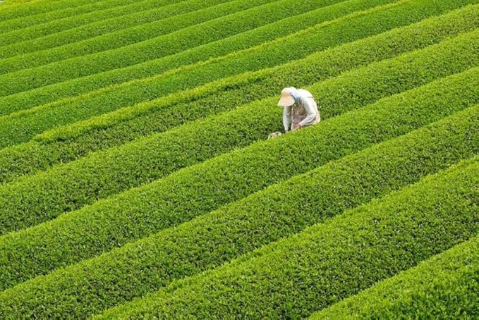 Dr. Weil Matcha Kari - Organic Matcha Green Tea Powder - 100 grams - Japanese Culinary Grade