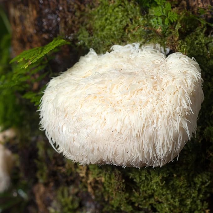 North Spore Organic Lion's Mane Mushroom Tincture (4 oz) | 100% Fruiting Body Extracts | for Focus, Memory, Brain Support | Certified Organic, Vegan, Non-GMO | Adaptogenic, Nootropic | Made in USA