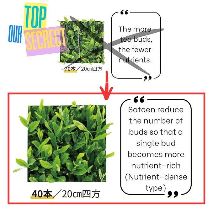 Satoen Authentic Japanese Ceremonial Grade Matcha Powder - BULK BAG - 100% Spring Premium First Harvest - Matcha Crafted for Café & Businesses (1000g/2.2lbs)