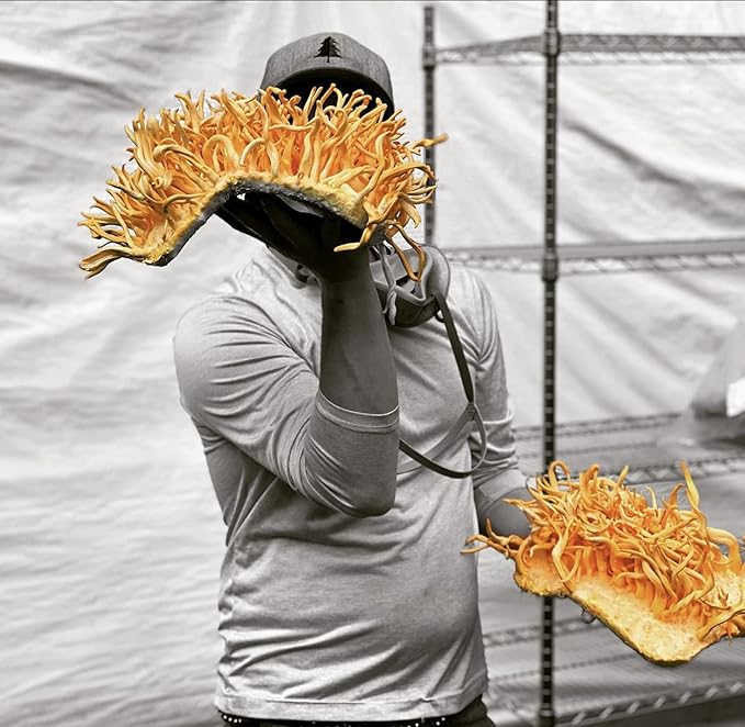 Hodgins Harvest Organic Cordyceps Mushroom Fruiting Body Extract Tincture - Extra Concentrated Dual Extract Supplement - Mushrooms for Energy Support - USDA Certified Organic - 2 fl oz