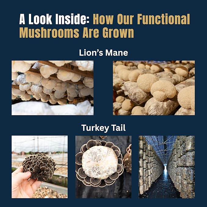 Monkey Brew Rise & Focus USDA Organic Mushroom Coffee | Boosts Focus, Energy, Immunity & Mood | 1,750mg Adaptogens: Lion’s Mane, Turkey Tail, KSM-66 Ashwagandha | Low Caffeine, Fruiting Body