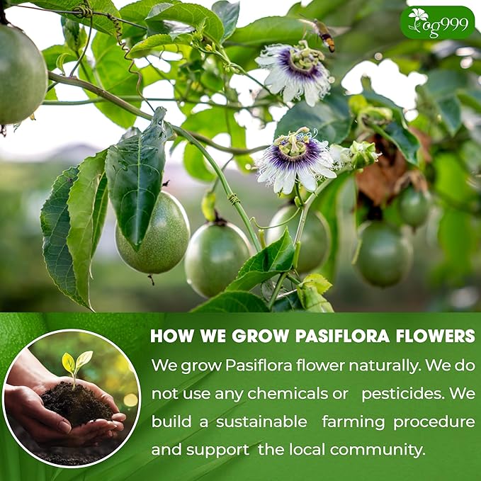 TOG999 120 Pasiflora Pasion Flower Tea Bags, 100 Percent Natural, Organic & Non-GMO, Pure Passion Flower. Herbal Tea. No Sugar, Caffeine, Gluten, Vegan.