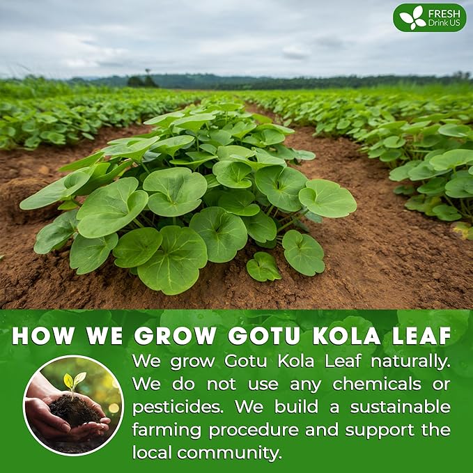 FreshDrinkUS, Premium Gotu Kola Leaf Tea – 75 Tea Bags | Pure Dried Centella Asiatica Leaves | Naturally Caffeine-Free Herbal Tea | Refreshing Aroma & Smooth Taste | Premium Herbal Infusion. Vegan