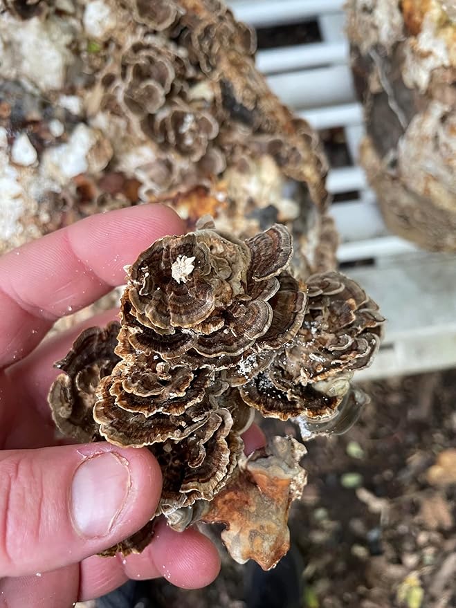 Hodgins Harvest Reishi + Turkey Tail Tincture | Made with Mushrooms Grown On Our Farm in The USA | Dual Extract | Extra-Concentrated (4 fl oz)