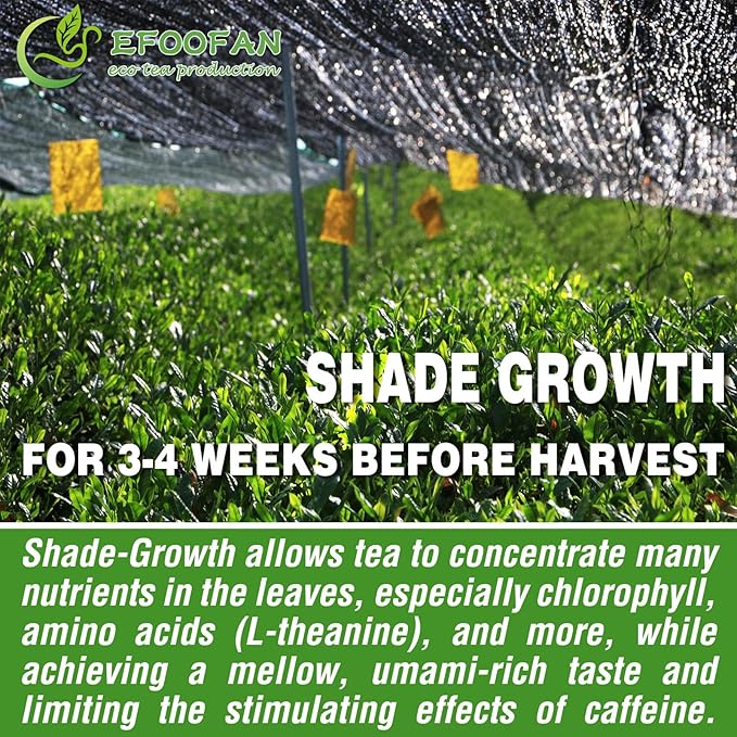 EFOOFAN Matcha Organic Green Tea Powder - Premium Culinary Grade (9OZ) - USDA/JAS/EC Certified Organic - Japanese Tencha Tea Flavor - Te Verde Macha Organico Latte Powder Unsweetened