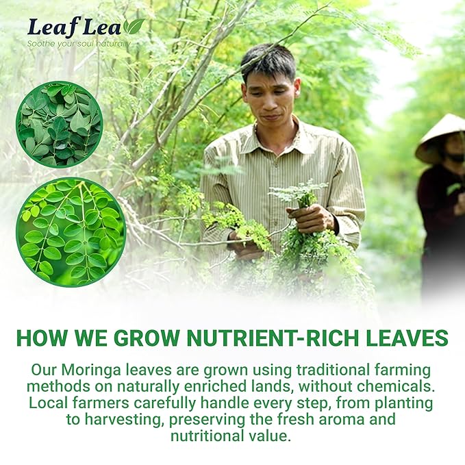 LeafLea 40 Moringa Tea Bags, 100% Natural and Pure Moringa Leaf Herbal Tea, Supports Digestion and Immune Health, Caffeine-Free, Sugar-Free, Vegan