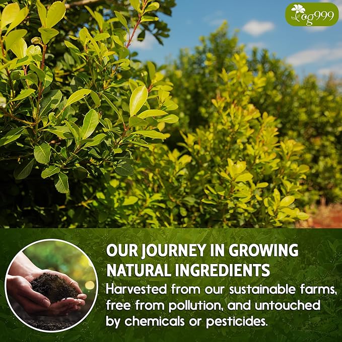 TOG999, Premium 18oz Yerba Mate Tea, Hi-Caffeine, Super-Green Yerba Mate| No Dust| Fresh - Never Aged (Ilex Paraguariensis), Cultivated from Argentina - Rich in Antioxidants and Plant Nutrients.