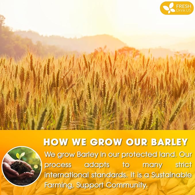 FreshDrinkUS Premium 50 Barley Tea Bags, 100% Natural & Pure. Loose Barley Herbal Tea. Made with Natural Material Tea Bags. No Sugar, No Caffeine, No Gluten, Vegan