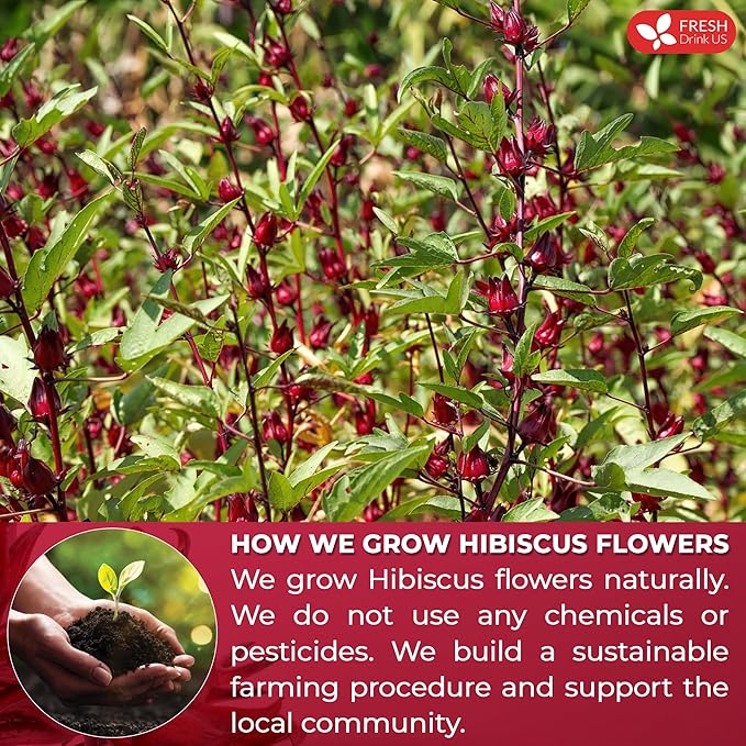 FreshDrinkUS, Premium 235 Hibiscus Flowers Tea Bags, 100% Natural, Pure from Hibiscus Flowers. Loose Flower Hibiscus Herbal Tea. Hibiscus Flower Tea. No Sugar, No Caffeine, No Gluten, Vegan.