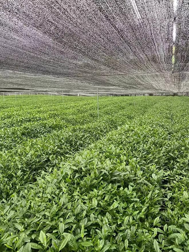 Nourishment Rituals Green Tea Super Latte Matcha Powder | Authentic Japanese Instant Ceremonial Grade Matcha, Superfood Powder Blend - Pack of 1, 260g (12-Servings)