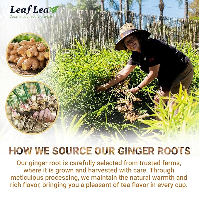 LeafLea 120 Ginger Tea Bags, 100% Pure Ginger Root Herbal Tea, Spicy & Warming Flavor, Supports Digestion & Immune Health, Individually Wrapped, Caffeine-Free, Sugar-Free, Gluten-Free, Non-GMO, Vegan