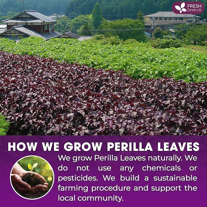 FreshDrinkUS, Premium Perilla Leaf Tea – 40 Tea Bags | 100% Pure Perilla Leaves | Caffeine-Free, Non-GMO, Natural Packaging | Herbal Tea Bags for Daily Enjoyment. Gluten-Free. Sugar-Free. Vegan